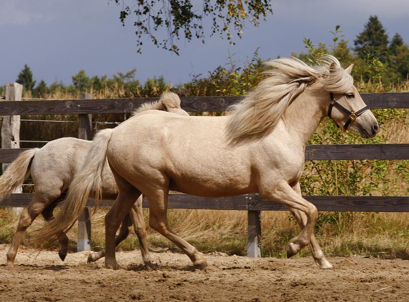 Ljoska von Heidmoor d.jpg